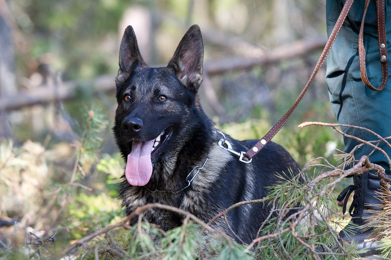 Latvia holds online training for Uzbekistan dog handlers