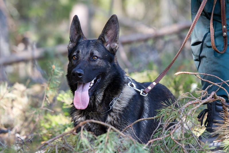 Latvia holds online training for Uzbekistan dog handlers