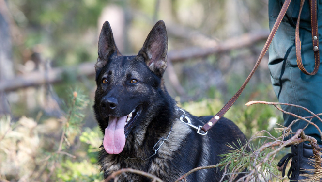 Latvija rīko tiešsaistes apmācības Uzbekistānas kinologiem