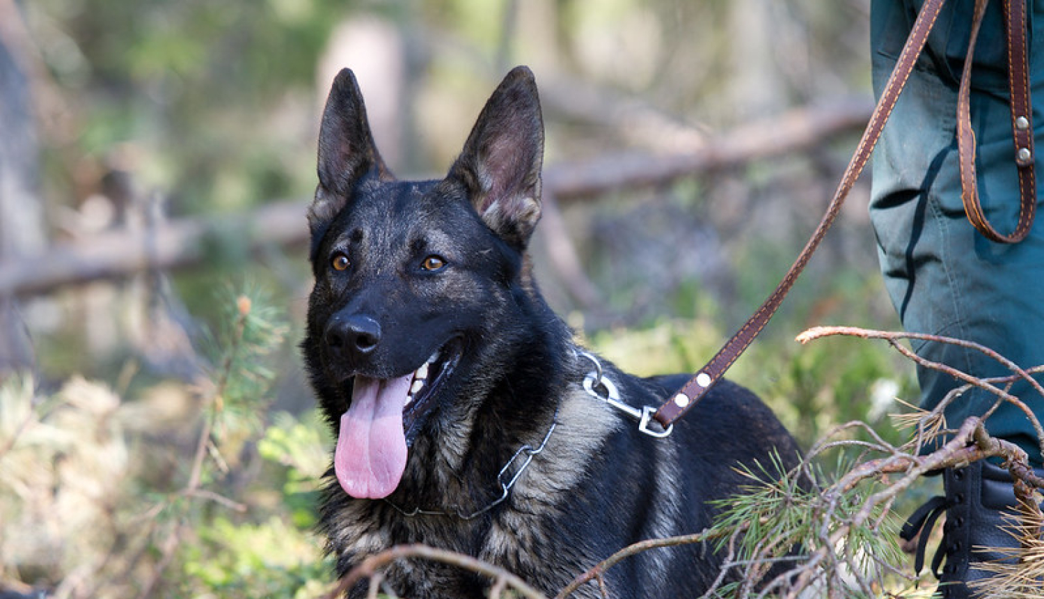 Latvija rīko tiešsaistes apmācības Uzbekistānas kinologiem